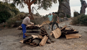 imagen de tres hombres mayores recogiendo corcho en el campo 