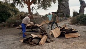 Hombres mayores recogiendo corcho en el campo