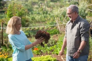 Pareja mayor en huerta con lechuga