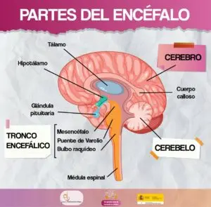 Partes encefalo