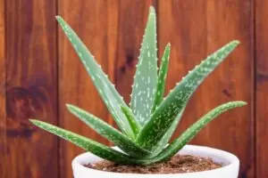 Planta aloe vera