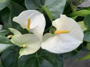 Planta anturio