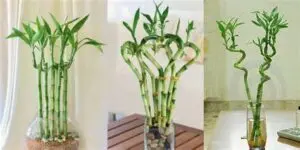 Planta bambu de la suerte