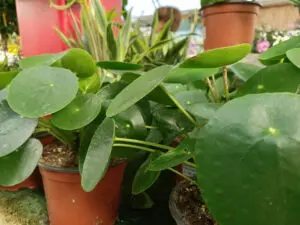 Planta china del dinero