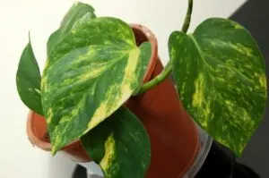 Planta poto