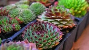 Planta suculentas