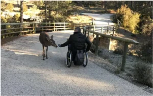 Silla ruedas ciervo