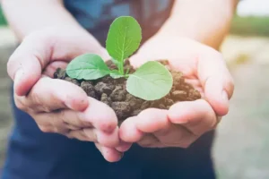 Manos sostenido tierra con una planta